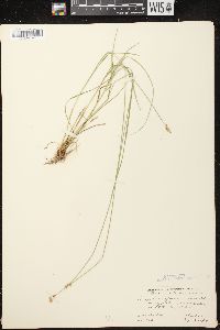 Carex crawfordii image