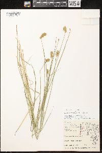 Carex crawfordii image