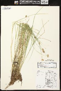 Carex crawfordii image