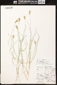 Carex crawfordii image