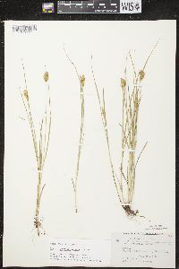 Carex crawfordii image