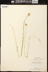 Carex crawfordii image