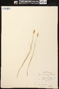 Carex crawfordii image