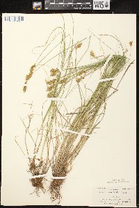 Carex crawfordii image