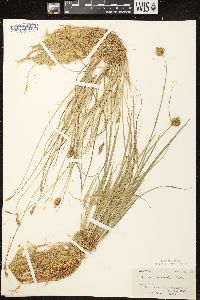 Carex crawfordii image