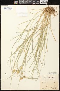 Carex crawfordii image