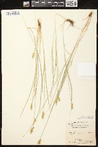 Carex crawfordii image