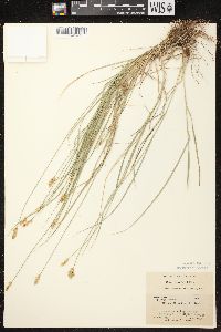 Carex crawfordii image