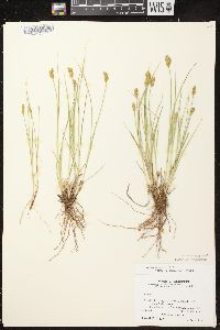 Carex crawfordii image