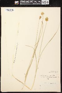 Carex crawfordii image