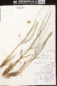 Carex crawfordii image