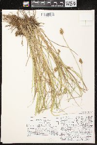 Carex crawfordii image