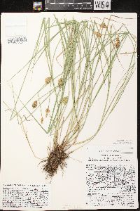 Carex crawfordii image