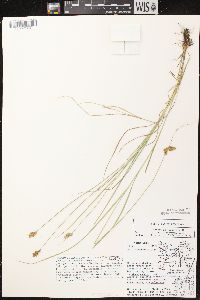 Carex crawfordii image