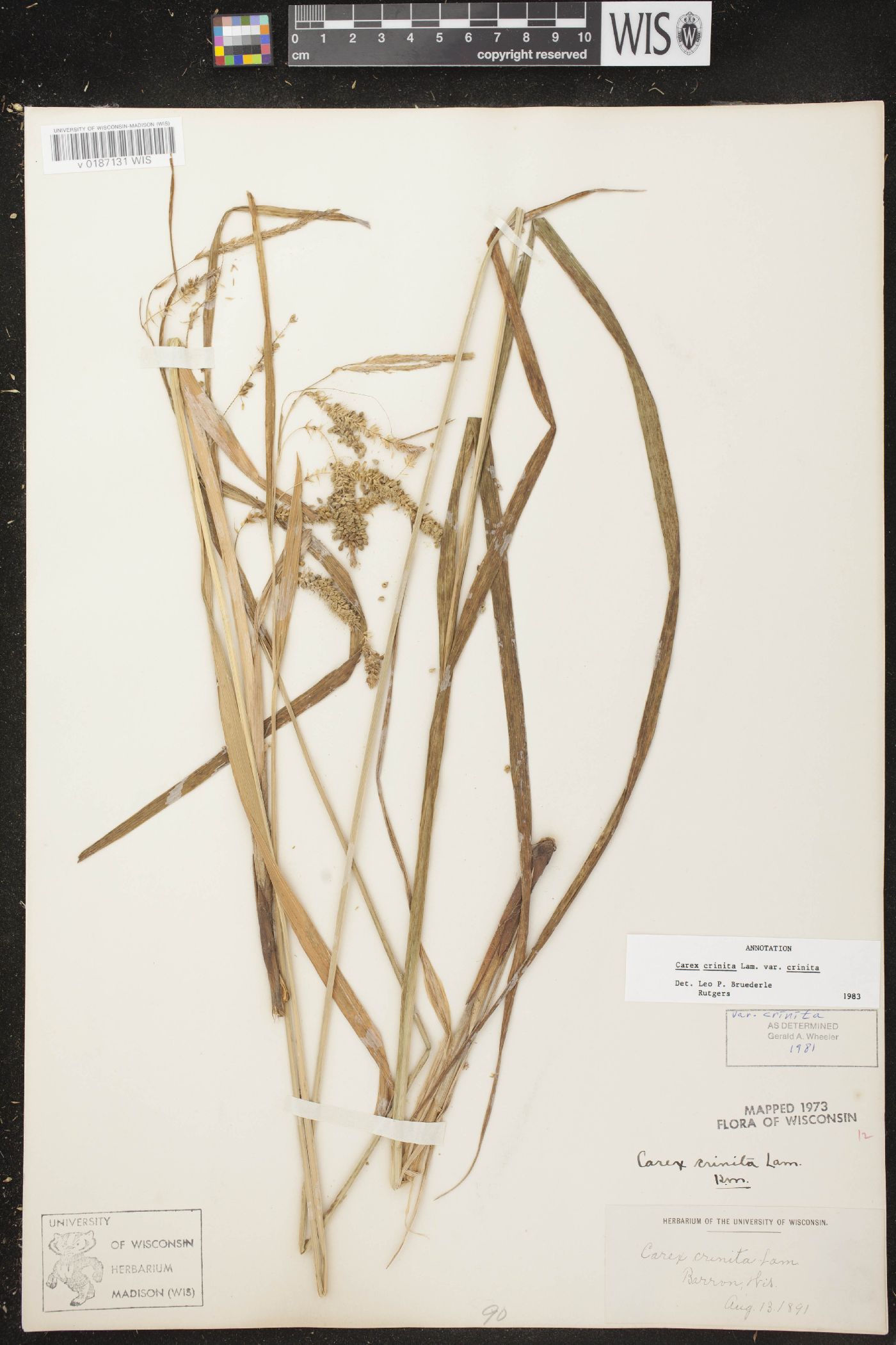 Carex crinita var. crinita image