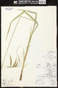 Carex crinita var. crinita image