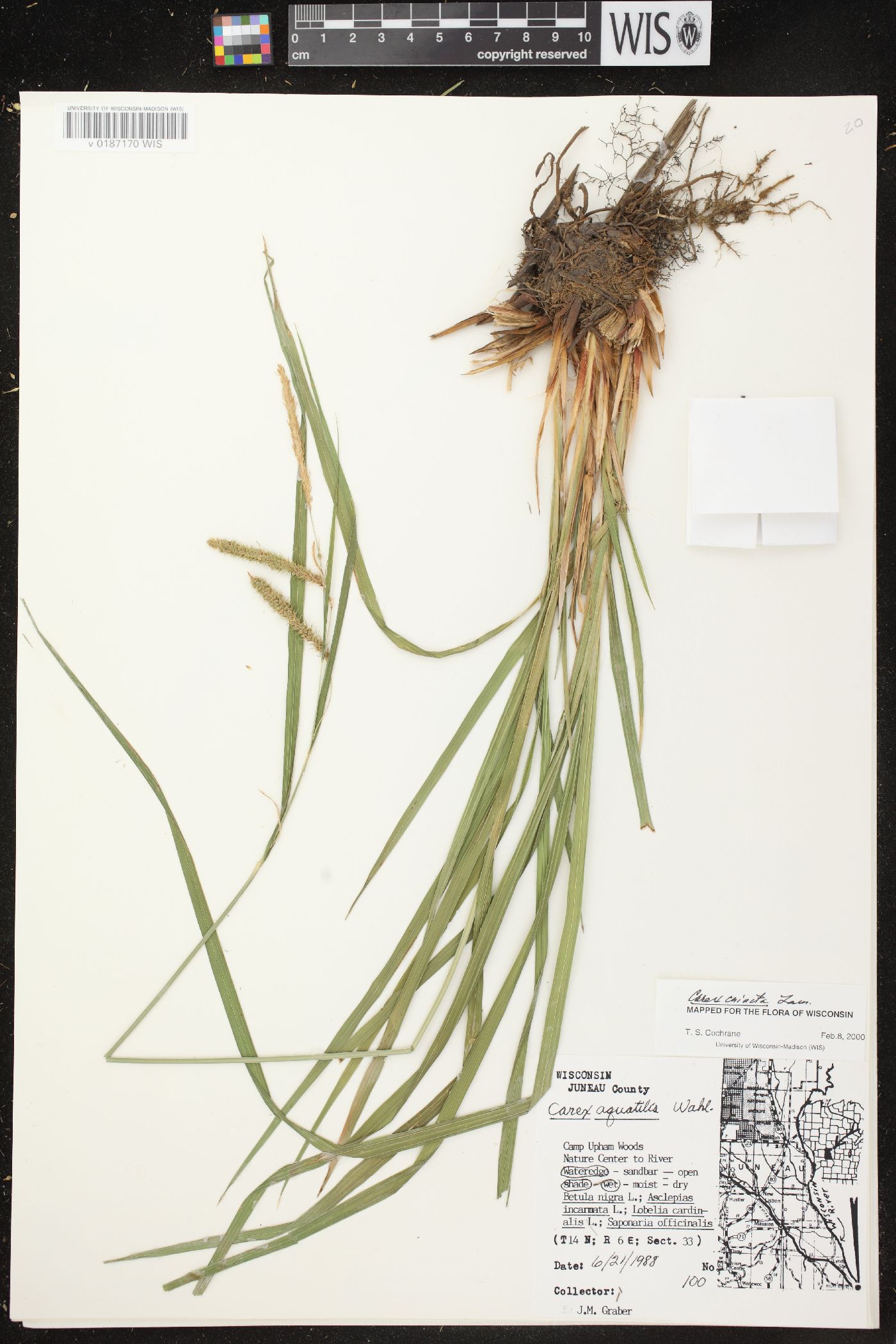 Carex crinita var. crinita image