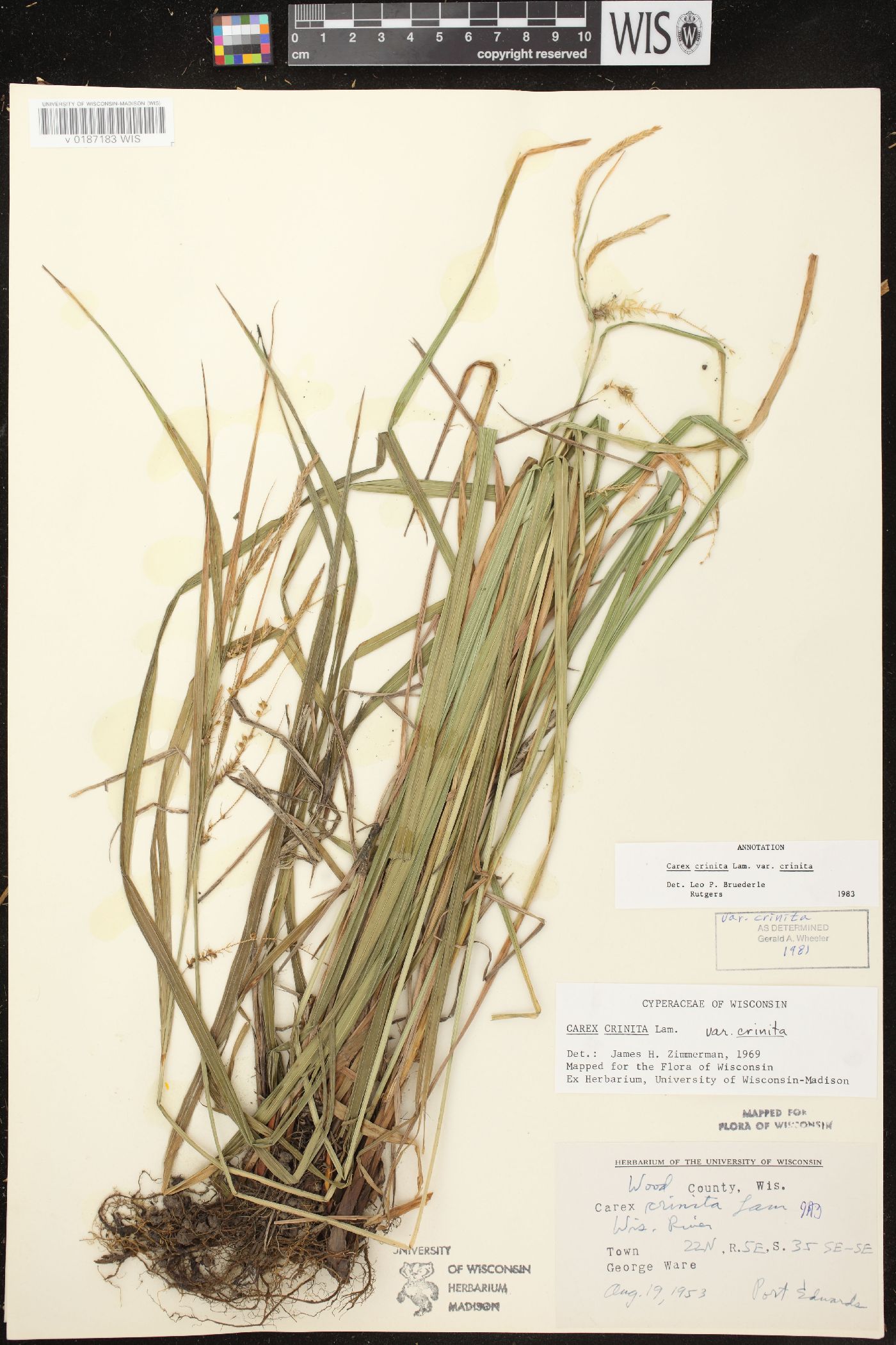 Carex crinita var. crinita image