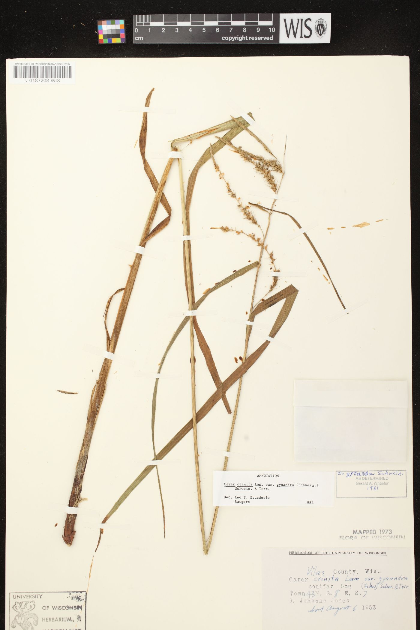 Carex gynandra image