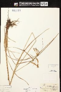 Carex gynandra image