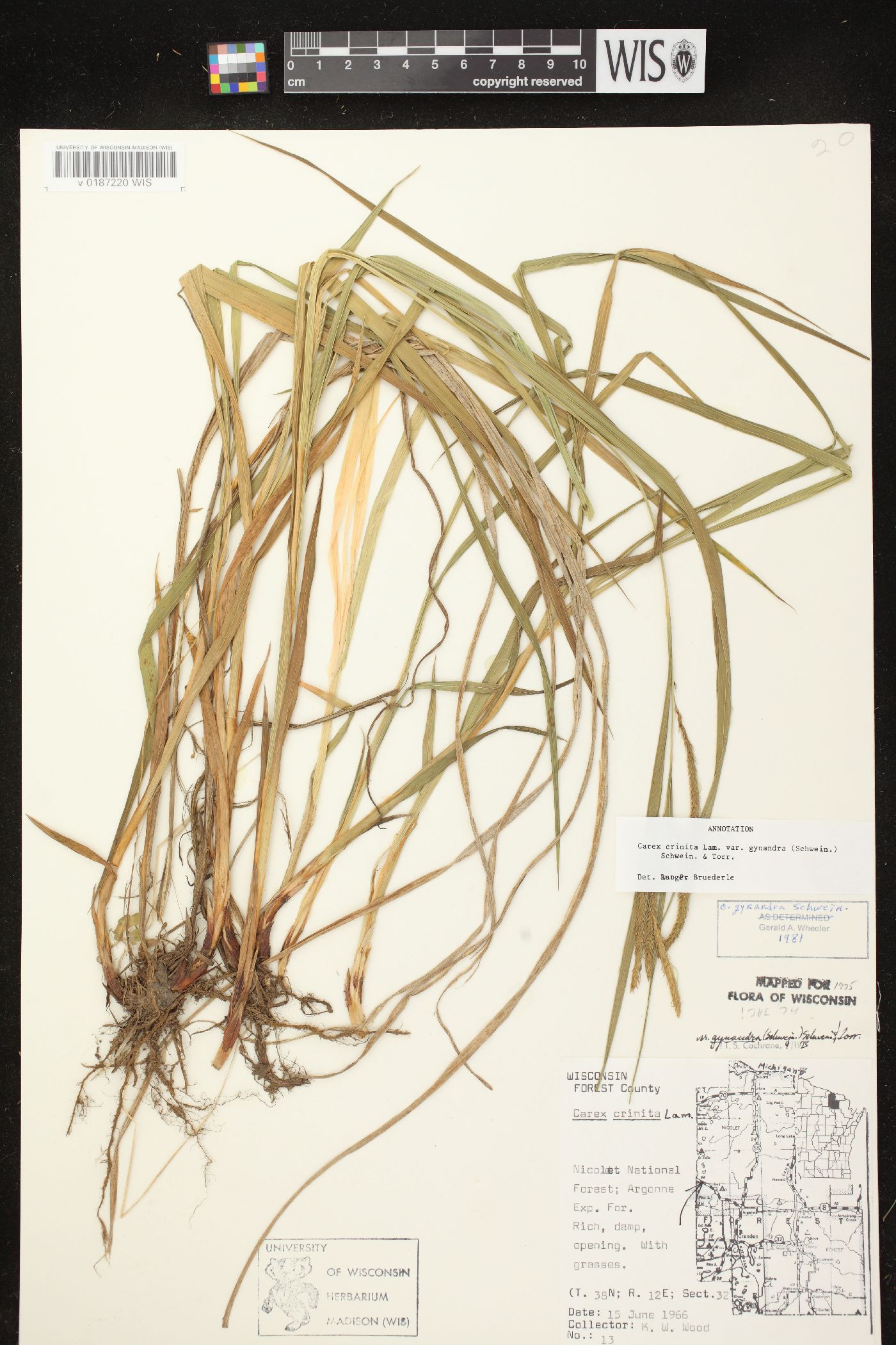 Carex gynandra image