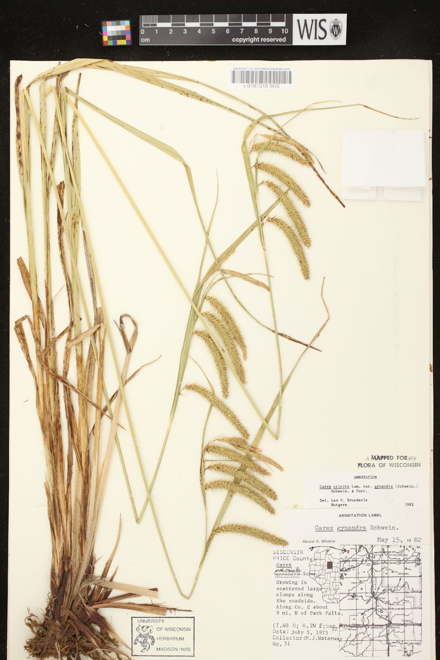 Carex gynandra image