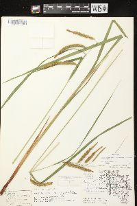 Carex gynandra image