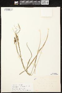 Carex davisii image