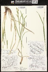 Carex davisii image