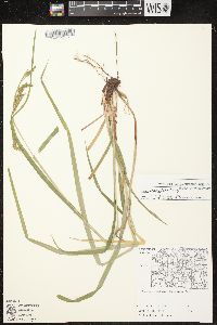 Carex davisii image