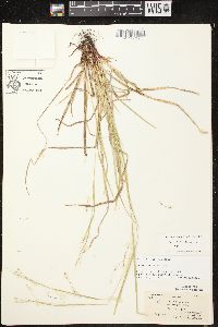 Carex debilis var. rudgei image