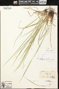 Carex debilis var. rudgei image
