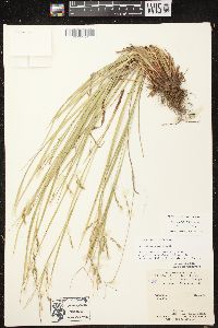 Carex debilis var. rudgei image