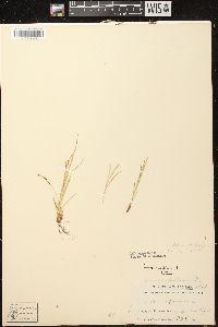 Carex debilis var. rudgei image