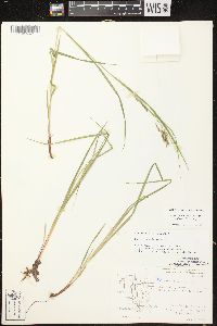 Carex debilis var. rudgei image