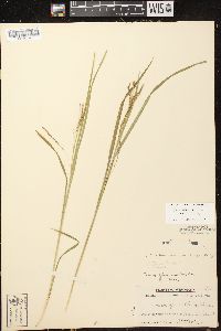 Carex debilis var. rudgei image