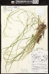 Carex debilis var. rudgei image