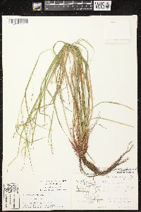 Carex debilis var. rudgei image