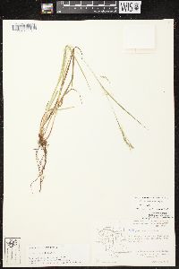 Carex debilis var. rudgei image