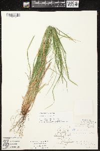 Carex debilis var. rudgei image