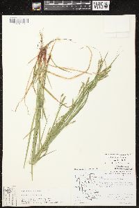 Carex debilis var. rudgei image