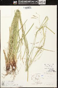 Carex debilis var. rudgei image