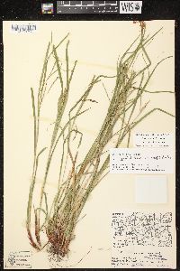 Carex debilis var. rudgei image