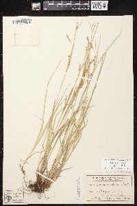 Carex debilis var. rudgei image