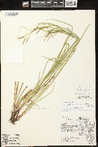 Carex debilis var. rudgei image