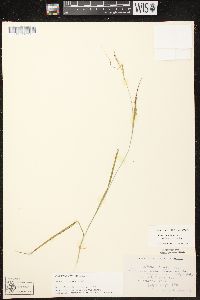 Carex debilis var. rudgei image