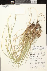 Carex debilis var. rudgei image