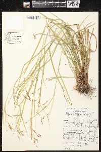 Carex debilis var. rudgei image