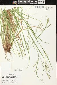 Carex debilis var. rudgei image