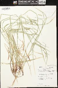 Carex debilis var. rudgei image